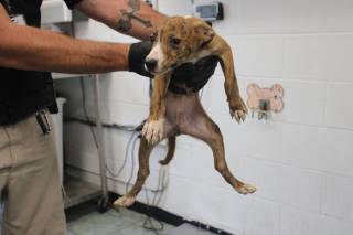 CHET, a Pit Bull