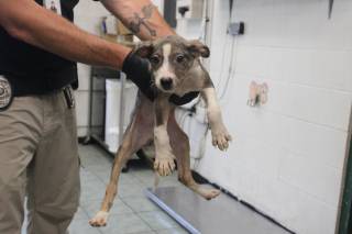 REMMY, a Pit Bull