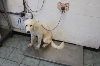 WALLY, a Great Pyrenees
