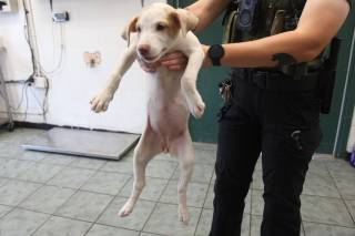 ZENNY, a Labrador Retriever