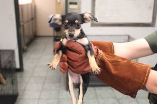 SIDRA, a Chihuahua