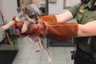 MARIBEL, a Terrier