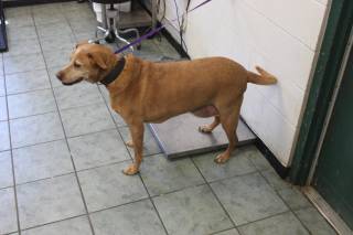 STERLING, a Labrador Retriever