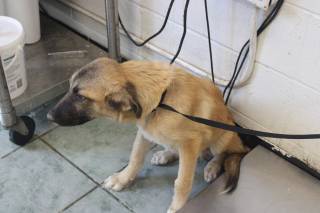 WHISTLE, a Shepherd