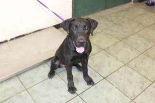 BODACIOUS, a Labrador Retriever