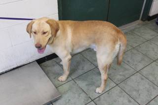 HOLIDAY, a Labrador Retriever