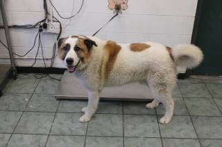 ARCHIE, a Great Pyrenees