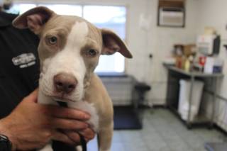 HAYDEN, a Pit Bull