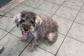 TAD, a Schnauzer