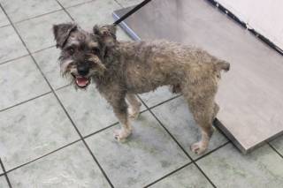 KEV, a Schnauzer