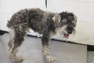 FRITZ, a Schnauzer