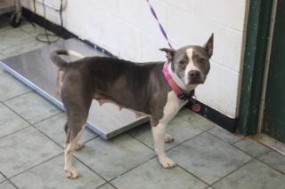 ROXY, a Pit Bull