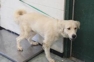 GOOFY, a Great Pyrenees