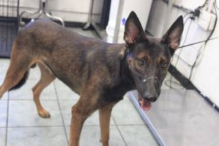 BLACKJACK, a Belgian Malinois