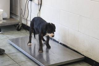 NEWTON, a Pit Bull