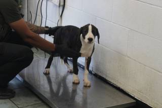 ANNETTA, a Pit Bull