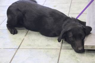 GARY, a Labrador Retriever