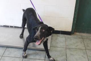BENICIO, a Border Collie