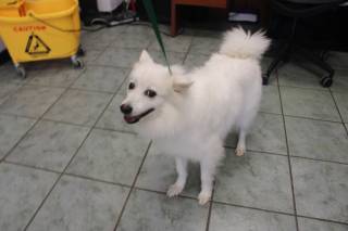 NOAH, a Pomeranian
