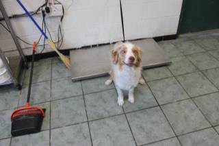 SOREN, a Australian Shepherd