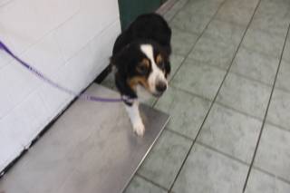 BERNADETTE, a Australian Shepherd