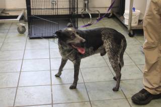 LOKI, a Australian Cattle Dog