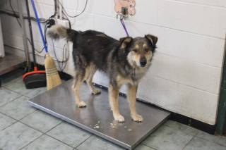 SCOOBY, a Shepherd