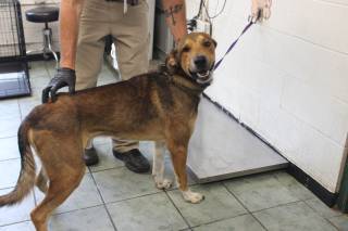 TYGGER, a Shepherd