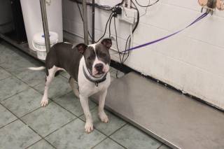 DUBLIN, a Pit Bull