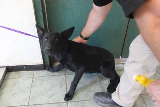 DESIREE, a German Shepherd