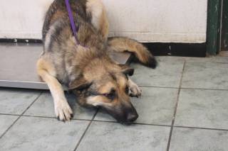 EAGLE, a German Shepherd