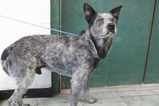 JASPER, a Australian Cattle Dog