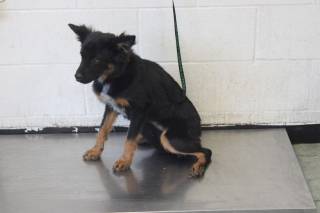 MILLY, a Shepherd