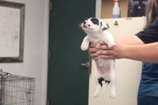 MIKE, a Pit Bull