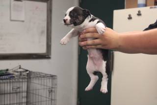 NICK, a Pit Bull