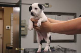 JOE, a Pit Bull