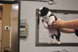 CHRIS, a Pit Bull