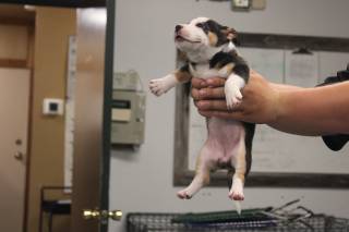 KIM, a Pit Bull