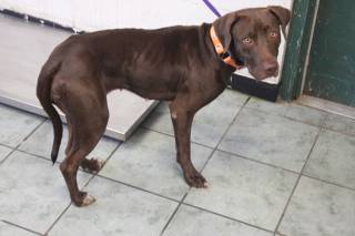 WYNONA, a Labrador Retriever