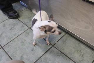 ARIZONA, a Chihuahua