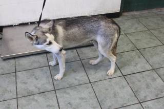 NETTIE, a Husky