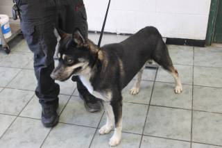 RICKY, a Husky