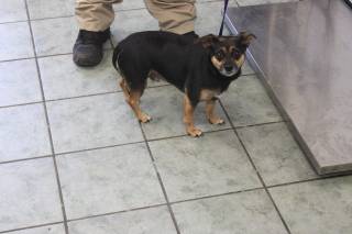 AXEL, a Miniature Pinscher