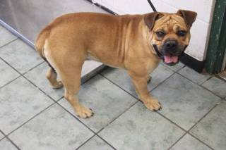 BUDDY, a Bulldog