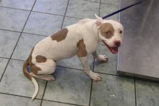 BUNNY, a Pit Bull
