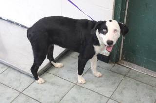 MELONY, a Border Collie