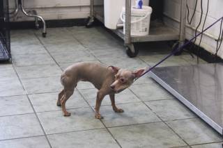 SKITTLE, a Chihuahua