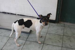 JESSE JAMES, a Terrier