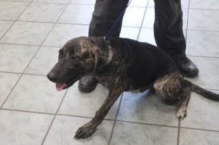 ROUGAROU, a Cur