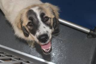 SLOAN, a Great Pyrenees